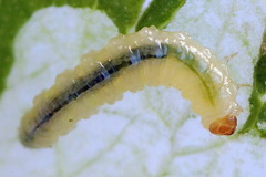Pseudodineura fuscula