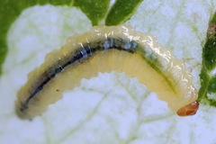 Pseudodineura fuscula