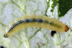 Pseudodineura fuscula