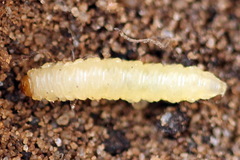 Pseudodineura fuscula