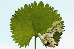 Pseudodineura fuscula