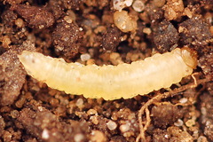 Pseudodineura fuscula