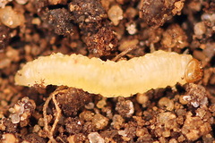 Pseudodineura fuscula
