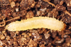 Pseudodineura fuscula