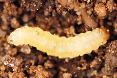 Pseudodineura fuscula