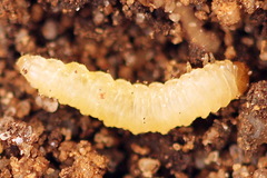 Pseudodineura fuscula