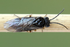 Pseudodineura fuscula
