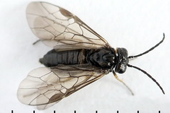 Pseudodineura fuscula