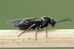 Pseudodineura fuscula