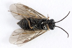 Pseudodineura fuscula