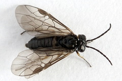 Pseudodineura fuscula