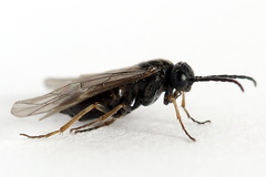 Pseudodineura fuscula