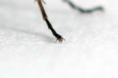 Pseudodineura fuscula