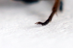 Pseudodineura fuscula