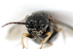 Pseudodineura fuscula