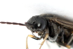 Pseudodineura fuscula