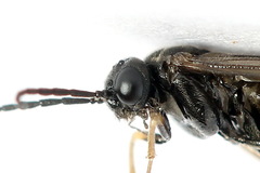 Pseudodineura fuscula