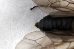 Pseudodineura fuscula