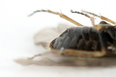 Pseudodineura fuscula