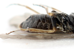 Pseudodineura fuscula