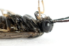 Pseudodineura fuscula