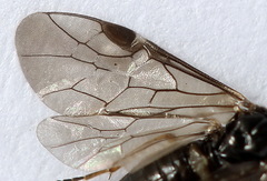 Pseudodineura fuscula