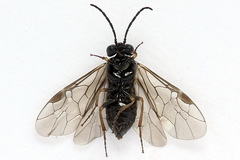 Pseudodineura fuscula