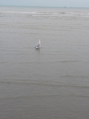 Larus argentatus