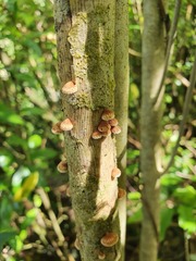 Chaetocalathus cocciformis