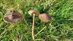 Entoloma infula