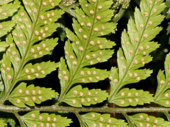 Parapolystichum acuminatum