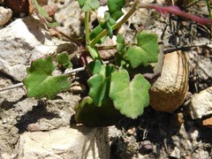 Senecio cymbalarifolius