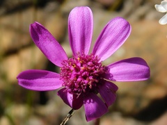 Senecio cymbalarifolius