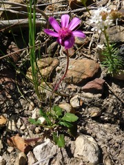 Senecio cymbalarifolius