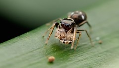 Damoetas nitidus