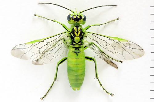 Narrow-striped Rhogogaster, photo 5 of 10