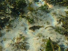 Aplodactylus lophodon