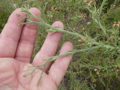 Osteospermum spinosum