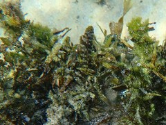 Aplodactylus lophodon