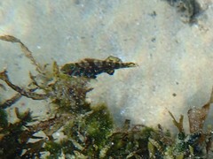 Aplodactylus lophodon