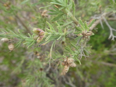 Osteospermum spinosum