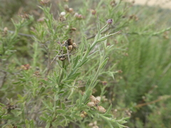 Osteospermum spinosum
