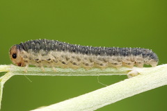 Rhogogaster picta