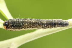 Rhogogaster picta