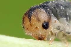 Rhogogaster picta