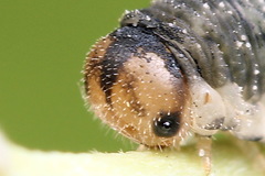 Rhogogaster picta