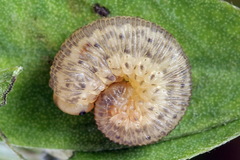 Rhogogaster picta