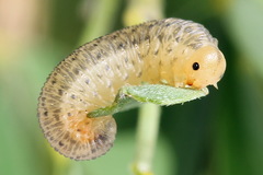 Rhogogaster picta