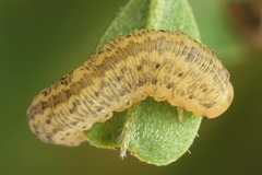 Rhogogaster picta