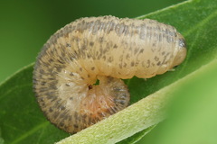 Rhogogaster picta